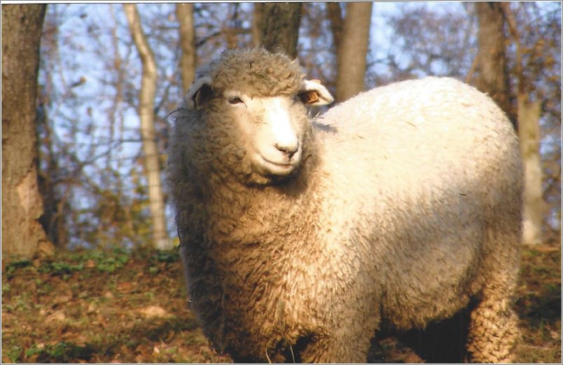 A Romney sheep from Solitude wool in Round Hill, Virginia. Photo: Gretchen Frederick.
